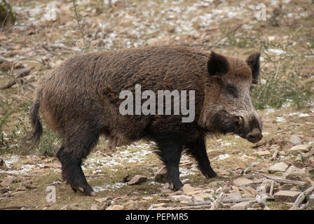 Wildschwein, sus scrofa, , Spanien Stockfoto
