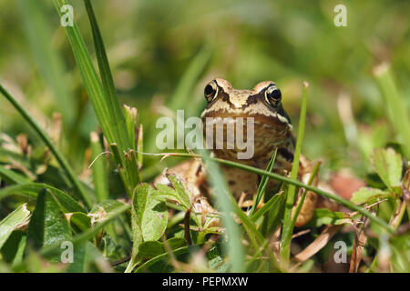 Junge Grasfrosch (Rana temporaria) in Ruhe im Gras. Tipperary, Irland Stockfoto