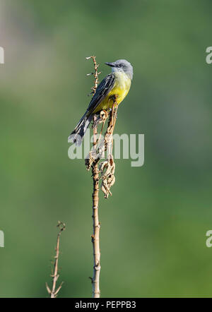 Western Kingbird (tyrannus Verticalis) in einem Baum gehockt, Alan Lloyd Trail, Ajijic, Jalisco, Mexiko Stockfoto