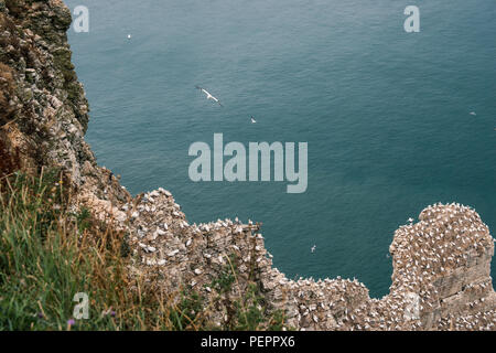 Basstölpel auf Bempton Cliffs Stockfoto