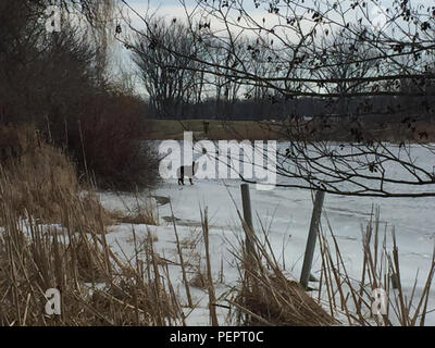 Ein Hund ist auf dem Eis auf der Paw Paw River in der Nähe von St. Joseph, Mich., Jan. 30, 2016 gestrandet. Eine Crew von der Coast Guard Station St. Joseph gerettet die Tier- und arbeitete mit den lokalen Behörden an den Eigentümer zurück. (U.S. Coast Guard Foto mit freundlicher Genehmigung der Station St. Joseph) Stockfoto