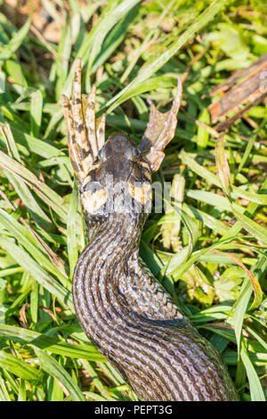 Froschschenkel aus seinem Mund einer Schlange kriecht durch das Gras klemmt Stockfoto