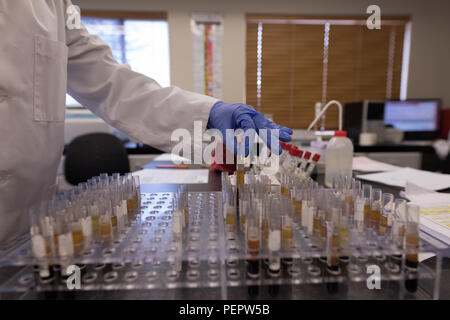 Labortechniker Analyse chemische Lösung Stockfoto