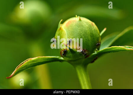 Regentropfen sind auf die weiße Pfingstrose Knospe sichtbar. Ameisen kriechen auf dem BUD. Marco, Natur, Blumen, Russland, Moskau, Shatura. Unblown weiße Pfingstrose Stockfoto