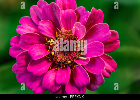 Blume close-u von a pink Daisy Stockfoto