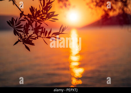 Silhouette Olive Tree Branch in Morgen warm sunrise Licht. Sun Form über dem Mittelmeer. Sun Ray Reflexion bokeh Balken auf wellige Wasseroberfläche in den frühen Morgenstunden Stockfoto