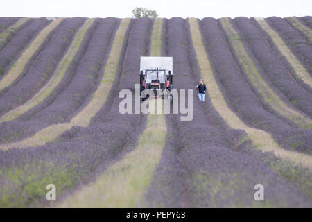 Lavendel am Dienstag Nachmittag auf dem geerntet wird (14.August) in Hitchin Lavender Farm in Hertfordshire. Aufgrund der Hitzewelle dieses Jahr das Öl aus den Blüten produziert wird, ist das stärkste riecht die Farm überhaupt gehabt hat. Die Landwirte im Vereinigten Königreich haben ihr Bestes Jahr der Lavendel Öl überhaupt dank der jüngsten Hitzewelle erlebt. Züchter in Cadwell Farm in Stevenage, Hertfordshire, sagen die Lavendel Öl aus der diesjährigen Ernte hat die stärksten riechen Sie jemals durch die heiße Sommer Wetter gehabt. Die Sonne und die Hitze hat dazu beigetragen, den Duft der Blumen in der 25 Hektar großen Feldern intensivieren. Haben Sie Harves worden Stockfoto