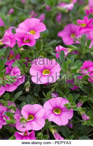 Calibrachoa "Kabarett hellrosa verbessert". Mini-Petunien Blumen in