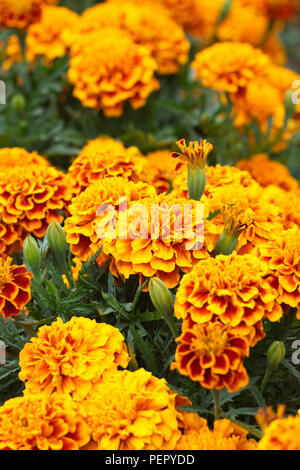 Tagetes Patula. Französische Ringelblume 'Bonanza Flamme" Blumen. Stockfoto