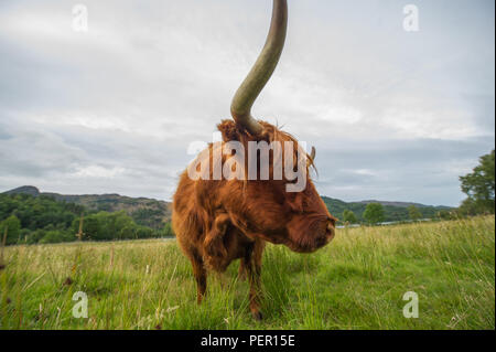 Trossachs, Stirlingshire, Schottland - 11. August 2018. Highland Kuh zeigt aus der Kamera. Stockfoto