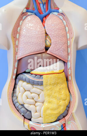 Anatomie Modell der inneren Organe des menschlichen Körpers für den Einsatz in der medizinischen Ausbildung. Stockfoto