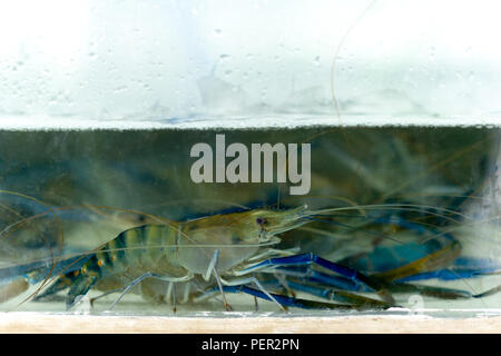 Garnelen in einem fres Wassertank im Seafood Markt. Stockfoto