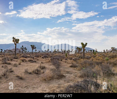 Eine Vielzahl von Joshua Bäume, so weit das Auge kann aus dem mittleren Boden durch den Hintergrund sehen. Weitwinkelobjektiv mit Blick auf San Bernardino Berge. Stockfoto