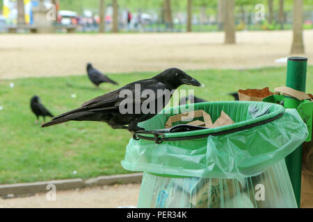 Ein Bild von einer Herde von Müll krähen Essen aus einem Mülleimer und Chaos im öffentlichen Park. Stockfoto