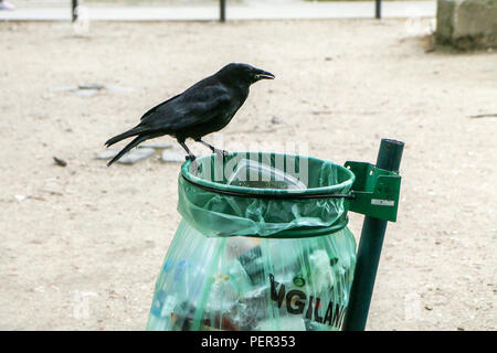 Ein Bild von einer Herde von Müll krähen Essen aus einem Mülleimer und Chaos im öffentlichen Park. Stockfoto