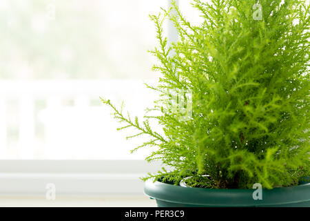 Zitrone Zypresse Werk in grün Topf neben dem Fenster. Stockfoto