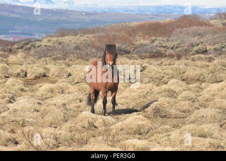 Neugierig Islandpferd Stockfoto