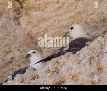 Nesting Eissturmvögel in Old Hunstanton Klippen Stockfoto