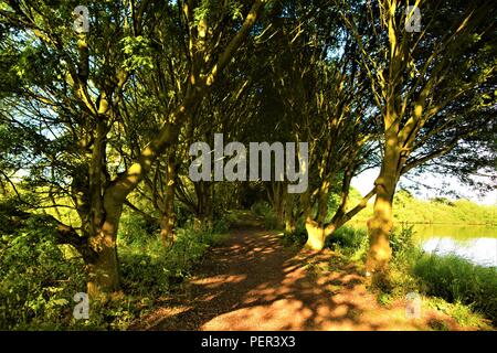 Allee im Park mit kurzen grünen Bäumen auf beiden Seiten an einem sonnigen Tag des Sommers Stockfoto