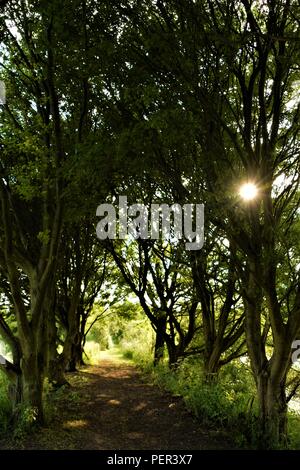 Allee im Park mit kurzen grünen Bäumen auf beiden Seiten an einem sonnigen Tag des Sommers Stockfoto