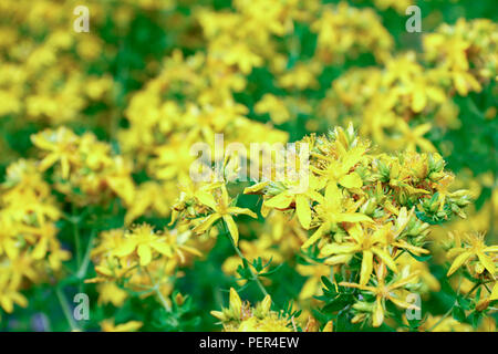 Gelbe Blüten von Johanniskraut, eine Heilpflanze zur Behandlung von Depressionen Stockfoto