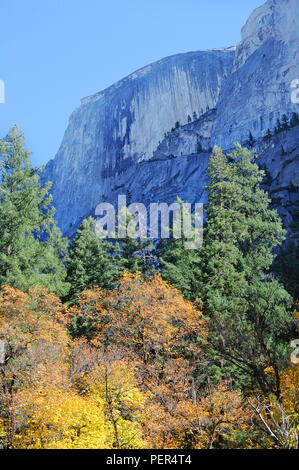 Pinien und Laub unter Half Dome im Yosemite Valley National Park fallen. Stockfoto