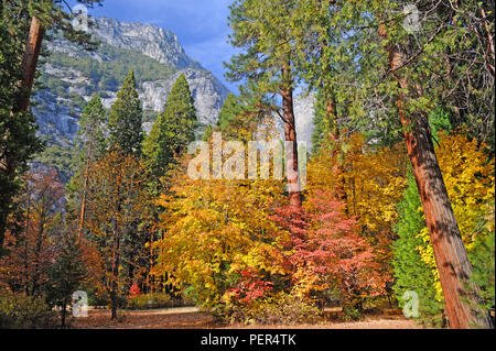 Kiefern und Herbst Laub Frame einen Granit Berg im Yosemite Valley National Park. Stockfoto