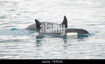 Pod von Orca's, Grundarfjordur, Island Stockfoto