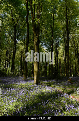 Bluebells in Micheldever Holz in Hampshire, England Stockfoto