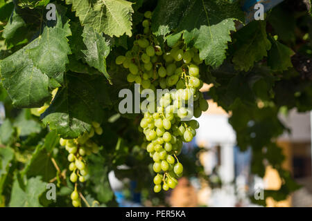 Weiße Trauben hängen auf einem Strauch in einem schönen Sonnentag Stockfoto