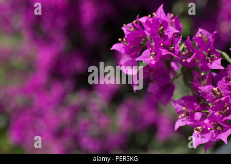 Closeup Bild von lila Bougainvillea Blumen Stockfoto