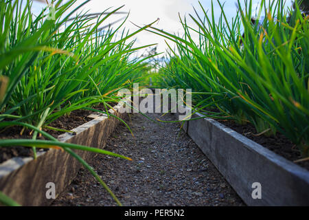 Nahaufnahme der Zwiebel Plantage im Gemüsegarten Stockfoto