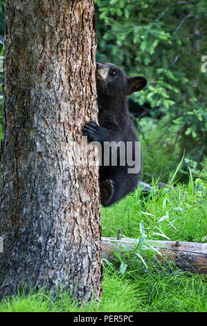 Black Bear Cub auf einen Baum im Yellowstone National Park, Wyoming. Stockfoto