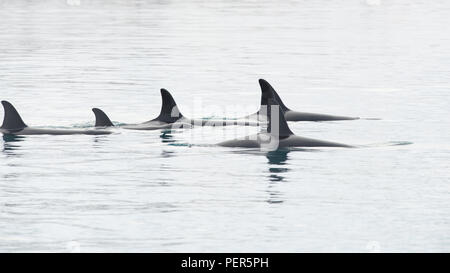 Pod von Orca's, Grundarfjordur, Island Stockfoto