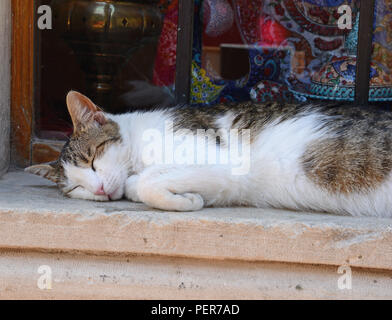 Zufriedene Katze in Kotor, Montenegro. Die Altstadt ist voller Katzen, die geliebt und respektiert werden (meistens) in der Bevölkerung. Die Katze hat die Info geworden. Stockfoto