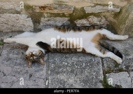 Zufriedene Katze in Kotor, Montenegro. Die Altstadt ist voller Katzen, die geliebt und respektiert werden (meistens) in der Bevölkerung. Die Katze hat die Info geworden. Stockfoto