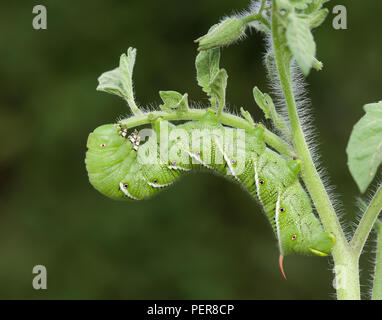 Tabak horn Worm Stockfoto