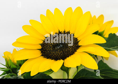 Scharfe und klare Sicht auf gelbe Sonnenblumen blühen in Weiß Hintergrund Oberfläche Stockfoto