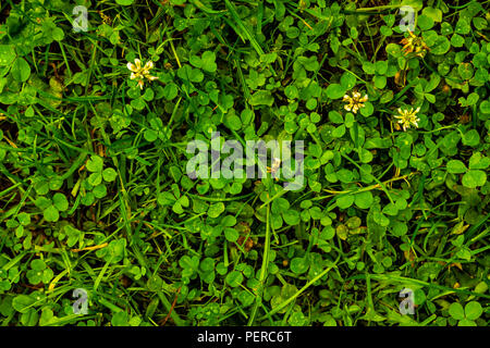 Clover trefoils Muster nach Regen Textur Stockfoto