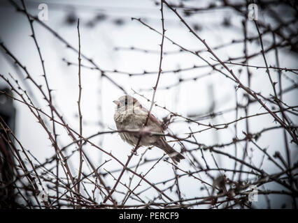 Ein Spatz auf einem Zweig eines Thorn Tree Stockfoto