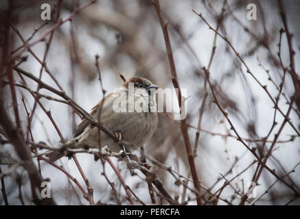 Ein Spatz auf einem Zweig eines Thorn Tree Stockfoto
