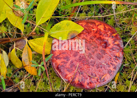 Barrenground Vegetation im Herbst in der Nähe von Ennadai Lake - Pilze, Weide,, Arktis Haven Lodge, Ennadai Lake, Territorium Nunavut, Kanada Stockfoto