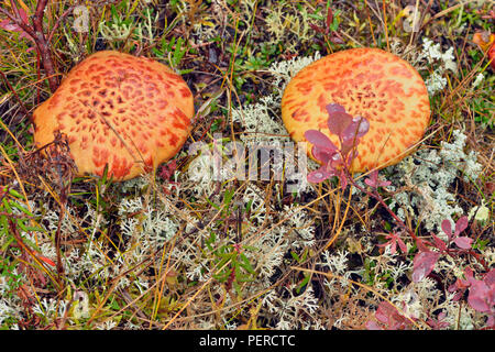 Barrenground Vegetation im Herbst in der Nähe von Ennadai Lake - Pilze und Flechten, Arktis Haven Lodge, Ennadai Lake, Territorium Nunavut, Kanada Stockfoto