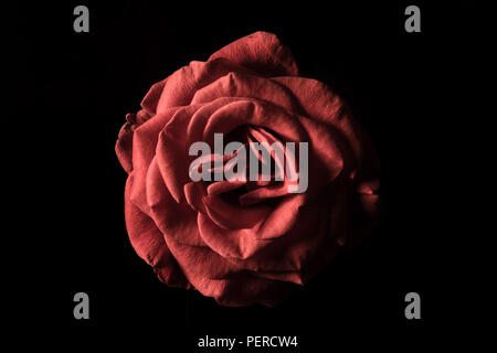 Rose in der Dunkelheit Stockfoto