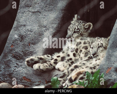 Zwei süße Teenager snow leopard Sitzen und Schlafen nebeneinander Big Cat Stockfoto