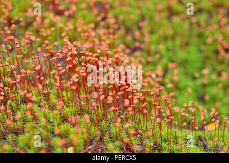 Moss Sporophyten, Arktis Haven Lodge, Ennadai Lake, Territorium Nunavut, Kanada Stockfoto