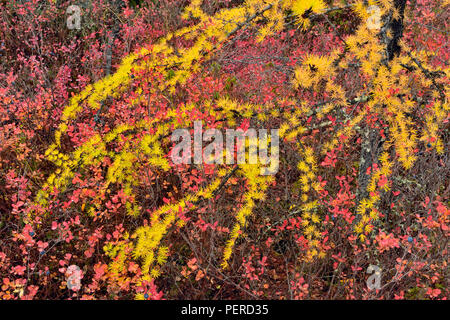 Barrenground Vegetation im Herbst in der Nähe von Ennadai Lake - Lärche, Blaubeere, Arktis Haven Lodge, Ennadai Lake, Territorium Nunavut, Kanada Stockfoto