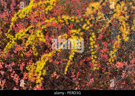 Barrenground Vegetation im Herbst in der Nähe von Ennadai Lake - Lärche, Blaubeere, Arktis Haven Lodge, Ennadai Lake, Territorium Nunavut, Kanada Stockfoto