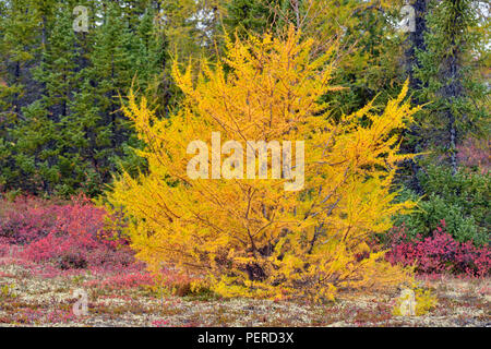 Barrenground Vegetation im Herbst in der Nähe von Ennadai Lake - schwarze Fichte, Lärche, Arktis Haven Lodge, Ennadai Lake, Territorium Nunavut, Kanada Stockfoto