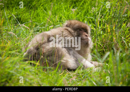 Barbary Maxaque an Trentham Monkey Forest in Stoke-on-Trent Stockfoto